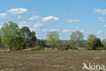 common juniper (Juniperus communis)