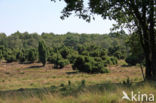 common juniper (Juniperus communis)