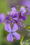 Judaspenning (Lunaria annua)