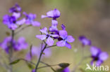 Judaspenning (Lunaria annua)