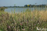 Common & Spiny Restharrow (Ononis repens)