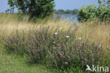 Common & Spiny Restharrow (Ononis repens)