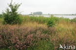 Common & Spiny Restharrow (Ononis repens)