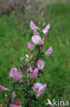 Common & Spiny Restharrow (Ononis repens)