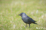 Eurasian Jackdaw (Corvus monedula)