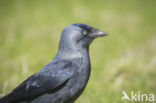 Eurasian Jackdaw (Corvus monedula)
