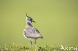 Kievit (Vanellus vanellus)