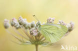 Klein geaderd witje (Pieris napi)