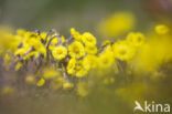 Klein hoefblad (Tussilago farfara)