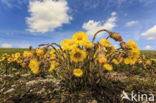 Klein hoefblad (Tussilago farfara)