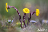 Klein hoefblad (Tussilago farfara)