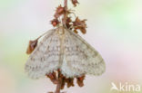 Winter Moth (Operophtera brumata)