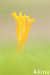 Kleverig koraalzwammetje (Calocera viscosa)