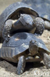 Marginated Tortoise (Testudo marginata)