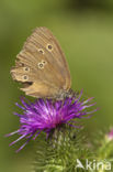 Ringlet (Aphantopus hyperantus)