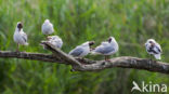 Black-headed Gull (Larus ridibundus)