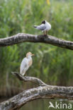 Black-headed Gull (Larus ridibundus)