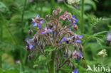 Borage (Borago officinalis)