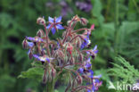 Borage (Borago officinalis)