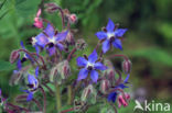 Borage (Borago officinalis)