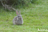 Rabbit (Oryctolagus cuniculus)