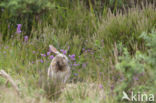 Rabbit (Oryctolagus cuniculus)