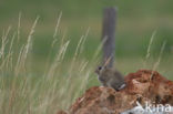 Rabbit (Oryctolagus cuniculus)
