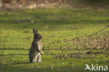 Rabbit (Oryctolagus cuniculus)
