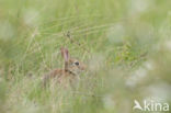 Rabbit (Oryctolagus cuniculus)
