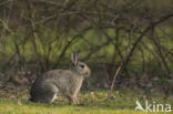 Rabbit (Oryctolagus cuniculus)