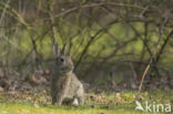 Rabbit (Oryctolagus cuniculus)