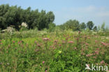 Hemp-agrimony (Eupatorium cannabinum)