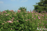 Hemp-agrimony (Eupatorium cannabinum)