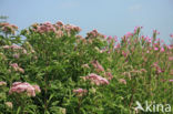 Hemp-agrimony (Eupatorium cannabinum)