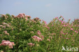 Hemp-agrimony (Eupatorium cannabinum)