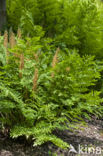 Royal Fern (Osmunda regalis)