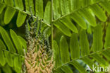 Koningsvaren (Osmunda regalis)