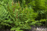 Royal Fern (Osmunda regalis)