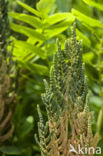 Royal Fern (Osmunda regalis)