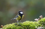 Great Tit (Parus major)