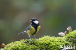 Koolmees (Parus major)