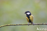 Great Tit (Parus major)