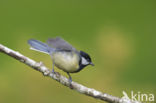 Great Tit (Parus major)