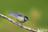 Koolmees (Parus major)