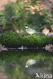 Great Tit (Parus major)