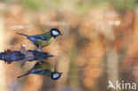 Koolmees (Parus major)