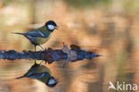 Koolmees (Parus major)