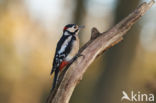 Great Spotted Woodpecker (Dendrocopos major)