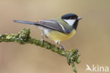 Great Tit (Parus major)