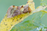 Burnished Brass (Diachrysia chrysitis)